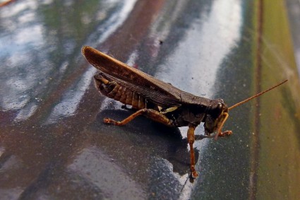 insetto locusta cavalletta