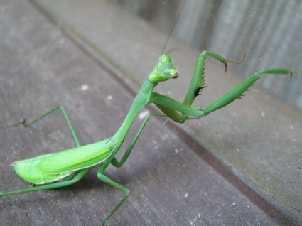 Modliszka grasshopperpraying