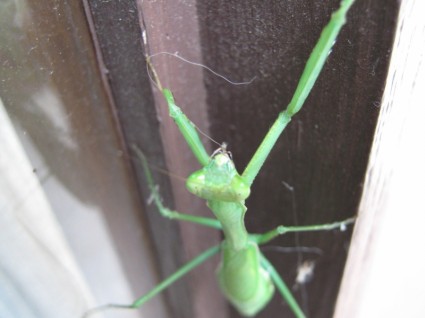 mantis grasshopperpraying
