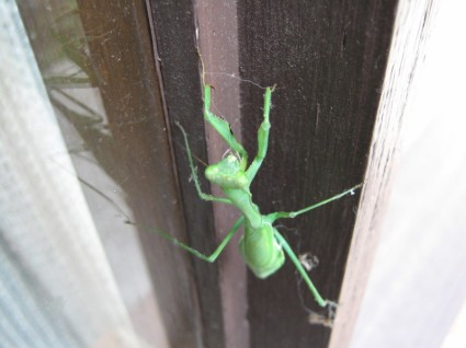 mantis grasshopperpraying