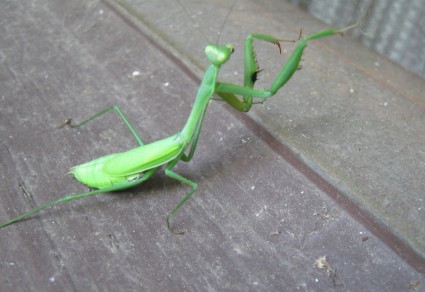 grasshopperpraying 螳螂