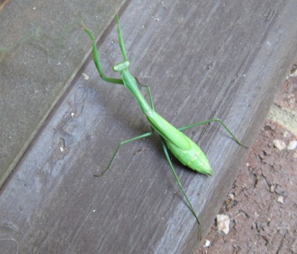 grasshopperpraying カマキリ