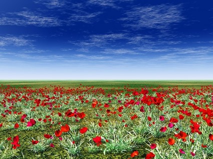 草原上紅色花卉圖片
