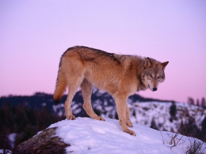 Lobo gris en animales de lobos fondos atardecer