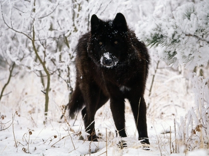 灰太狼冷盯著狼動物壁紙