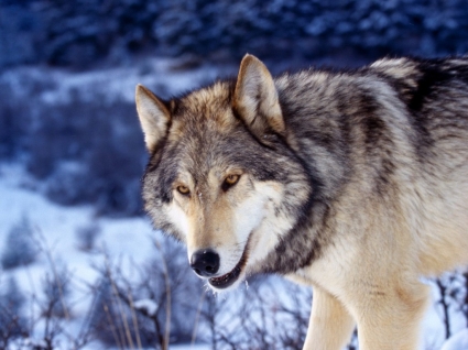눈 벽지 늑대 동물에서 회색 늑대