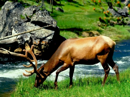 pastoreo Toro elk wallpaper otros animales
