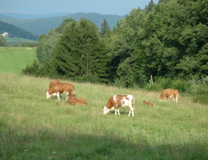bestiame al pascolo