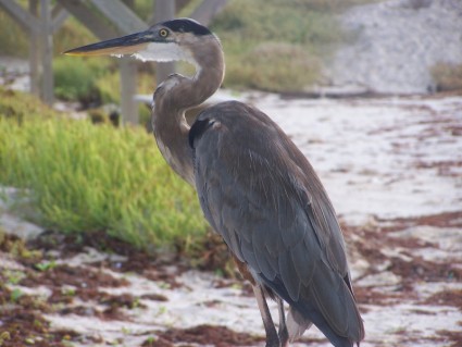 Great blue heron burung padre island