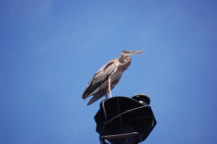 Great blue heron niebo ptak