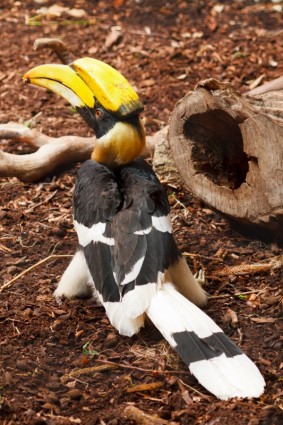 위대한 hornbill 새