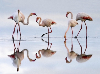flamingi większe tapety ptaki zwierzęta