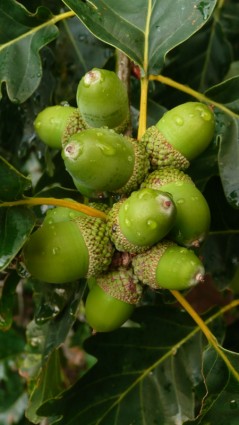 acorns สีเขียว