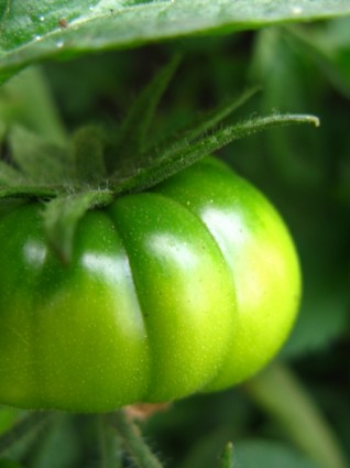 grüne und gelbe Tomaten
