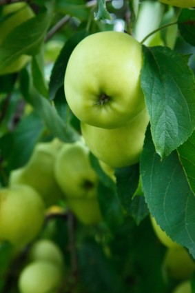 나무에 녹색 사과