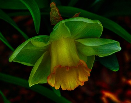 นาร์ซีซัส daffodil jonquil สีเขียว