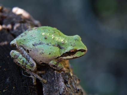 zielona żaba płazów