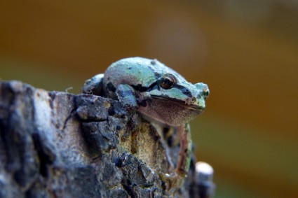 grüne Frosch Amphibien