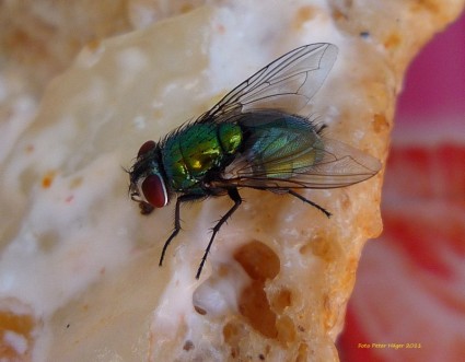 mosca de ouro verde