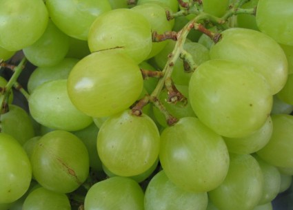 fruta de la uva verde
