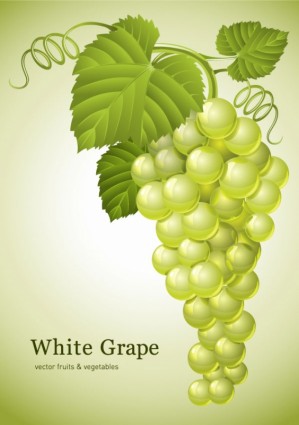 vetor de uvas verdes