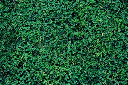 خلفية العشب الأخضر