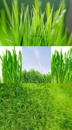 hierba verde hierba closeup alta definición 3DP