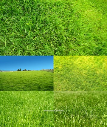 緑の芝生の草のクローズ アップ高精細溶融 picturep