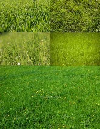 rumput hijau rumput closeup highdefinition picturep