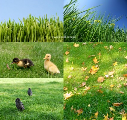 緑の芝生の草のクローズ アップ高精細溶融 picturep
