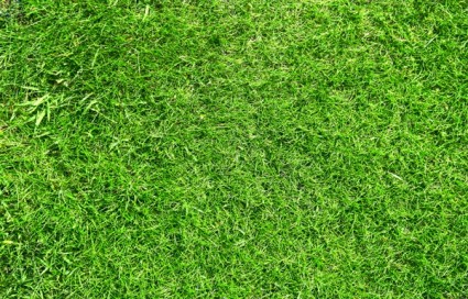 صورة عالية الدقة العشب الأخضر