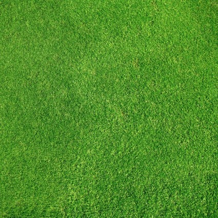 grüne Gras-hd-Bild