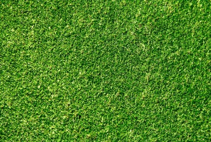 imagen de hd de hierba verde