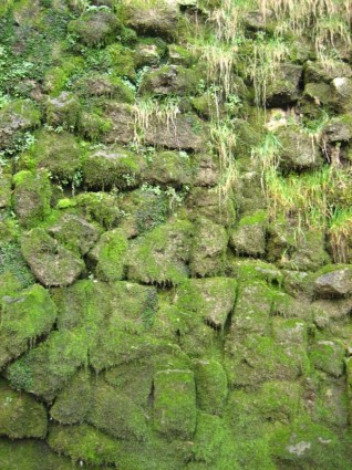 grüne Gras Textur mit Moos