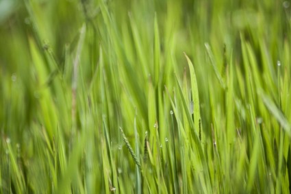 natura zielonej trawy