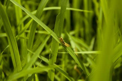 saltamontes verde arrozal