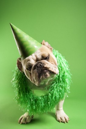緑の帽子を犬の高精細溶融画像の端
