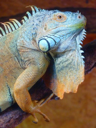 Grüner Leguan Iguana Reptil