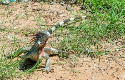 Lagarto reptil de iguana verde