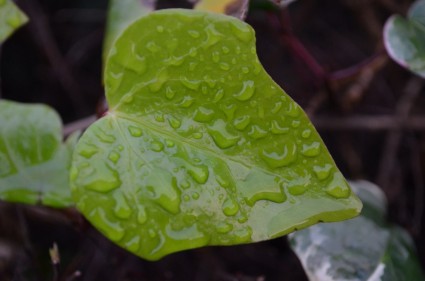 zielony liść i krople deszczu