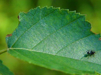 Зеленый лист муравей