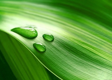 imagens de highdefinition closeup folha verde