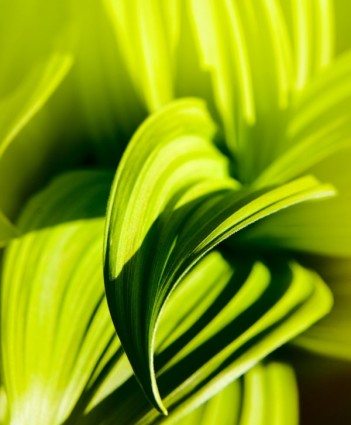 Grüne Blatt Closeup hoch Bild