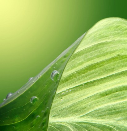 Green Leaf Drops Hd Picture