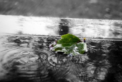 zielony liść w deszczu