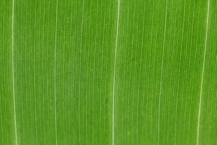 緑の葉のパターン