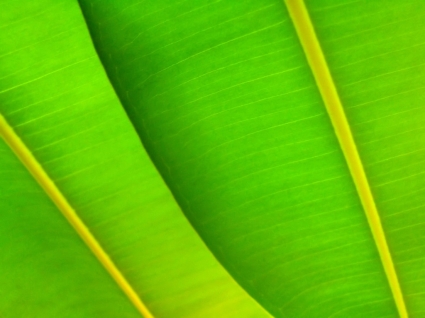 Green leafs de nature plantes papier peint