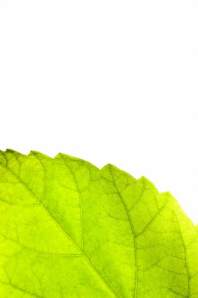 immagini hd di foglie verdi