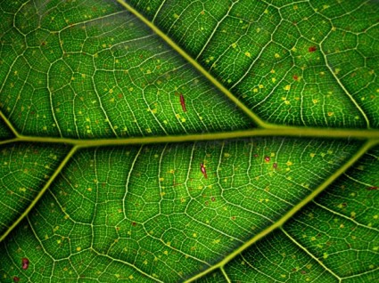 foglie verdi di immagini hd