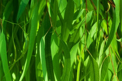 modello di foglie verdi